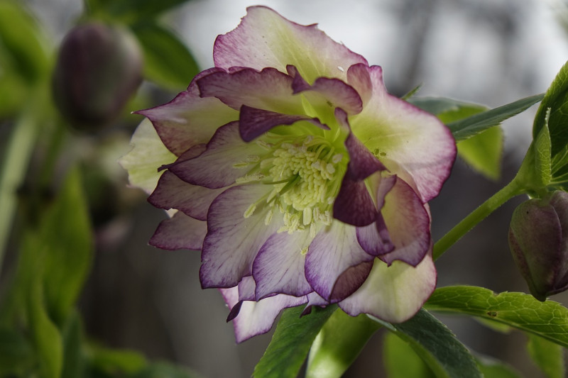 helleborus planten - snoeien - oud blad verwijderen - meer bloemen